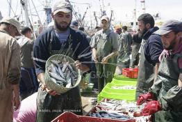 Image du Maroc Professionnelle de  Le système de la chaîne humaine pour vider la cale du bateau remplie de poissons encore vivat ! Les ouvriers s'activent énergiquement sans perdre de temps à faire passer de l’un à l’autre le panier en plastique rempli de sardines vivantes, cette dynamique dans le but de conserver la sardine toute fraîche durant l’opération de débarquement au Port de Laayoune, Lundi 8 Mars 2010. (Photo / Abdeljalil Bounhar) 